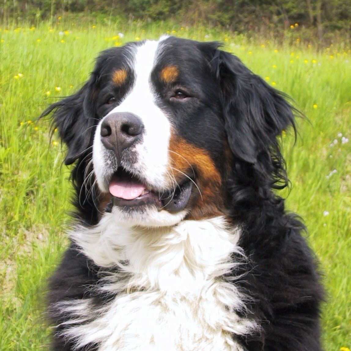 Picture of a bernese moutain dog