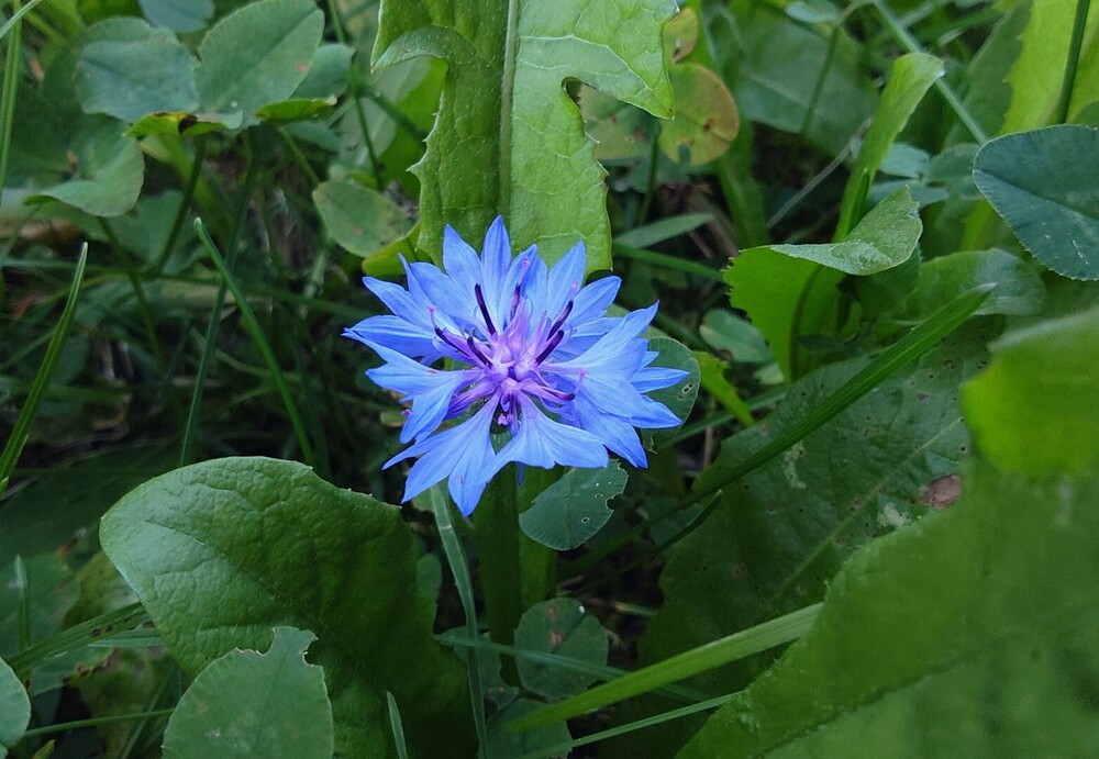Photograph of a cornflower