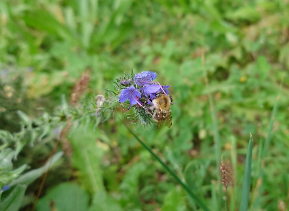 A photograph of a honey bee on a flower
