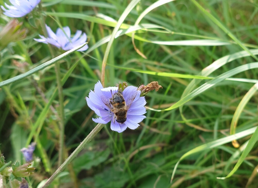 A photograph of a drone fly on a flower