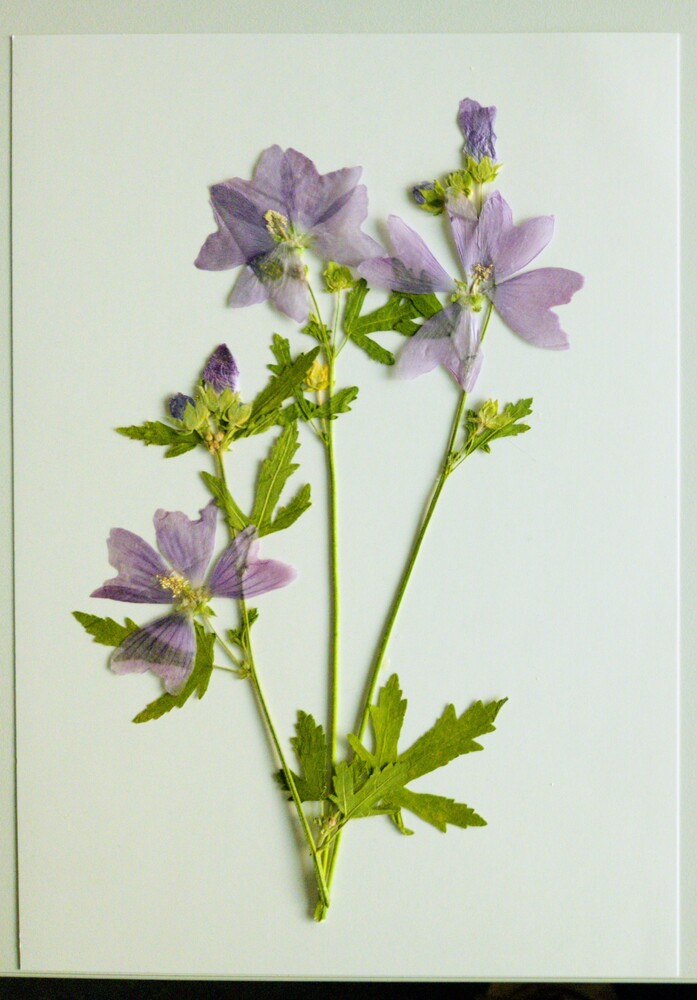 Photograph of the first flower press