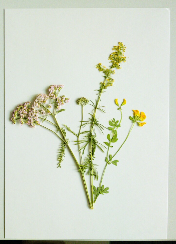 Photograph of the second flower press