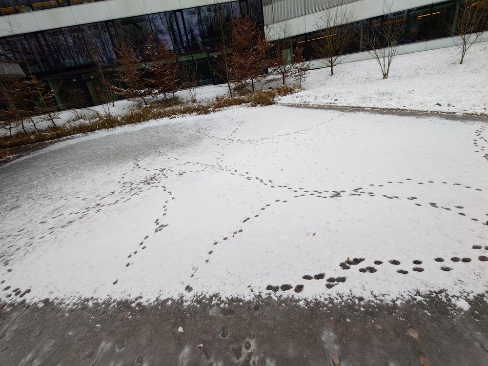 Pugmarks on a frozen pond