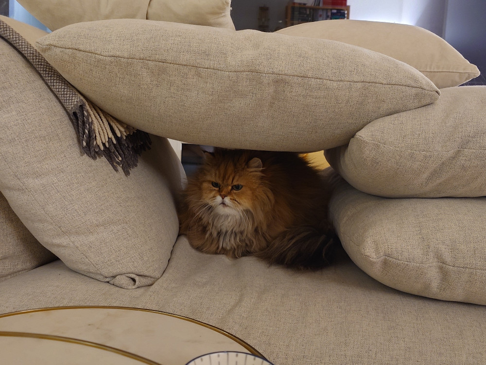Cat hidden under pillows